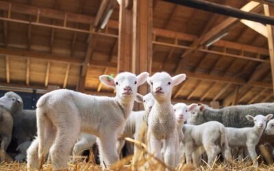 Gras de INIA advierte sobre condiciones ambientales de riesgo alto y crítico para los corderos.