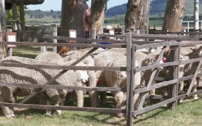 Lomas del Verdún cierra cuatro décadas criando Corriedale.
