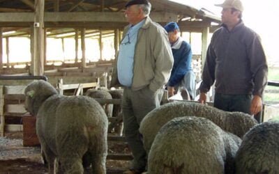 Este viernes en el Campanero salen a la venta los Ideal de El Peñasco.