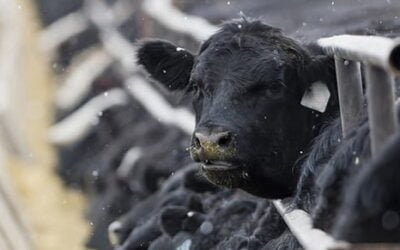 En Argentina: Importante aumento en el número de animales encerrados.