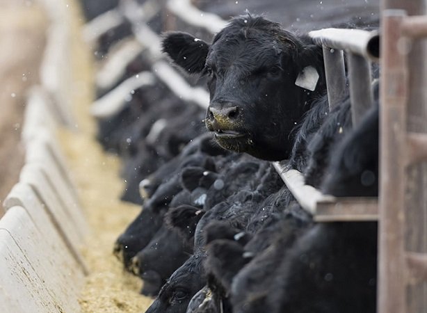 Argentina. La demande de carne está, faltan vacas.