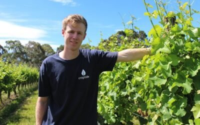 Déficit hídrico. Crean tecnología para monitorear necesidades de uvas de vino.