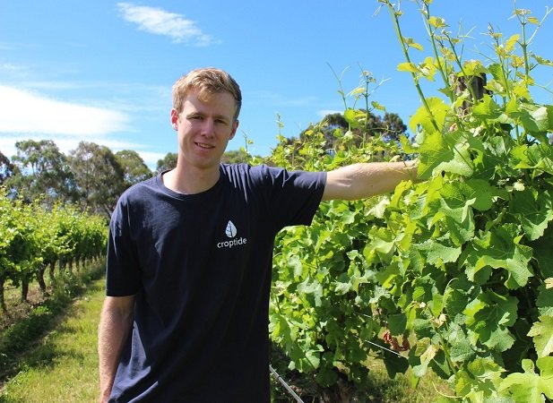 Déficit hídrico. Crean tecnología para monitorear necesidades de uvas de vino.