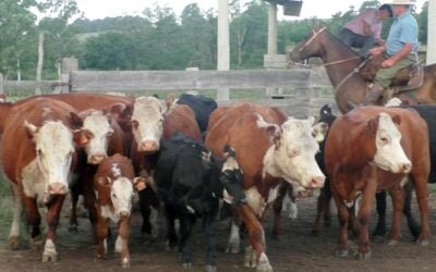 Con José María Clavijo Negocios Rurales, el mercado de Mariscala estuvo estabilizado.