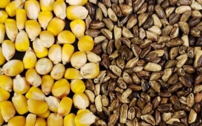 Universidad de Iowa. Científicos dan un paso importante en la comprensión de la domesticación del maíz.