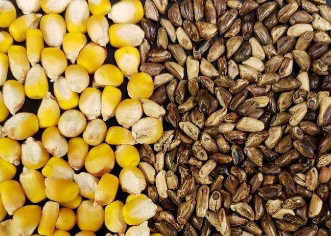 Universidad de Iowa. Científicos dan un paso importante en la comprensión de la domesticación del maíz.