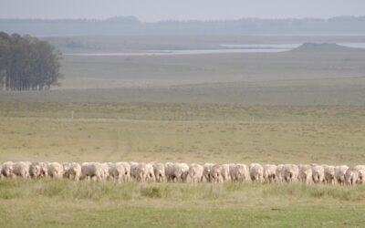 ¿Qué pasa con la oveja en Uruguay y qué se puede hacer?