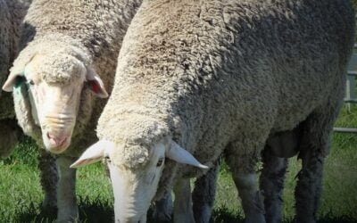 Buena dispersión y buenos precios de genética La Esperanza.