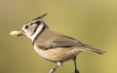 Menos fauna perjudica a las plantas que no pueden dispersar sus semillas.