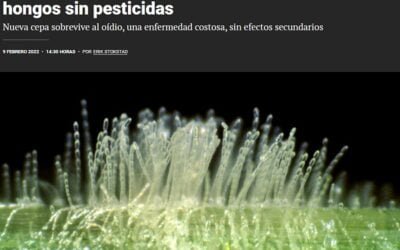 Trigo editado genéticamente resiste los temidos hongos sin pesticidas.