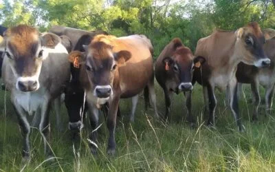 Lácteos. Importaciones globales de China aumentaron en el primer bimestre 2025.