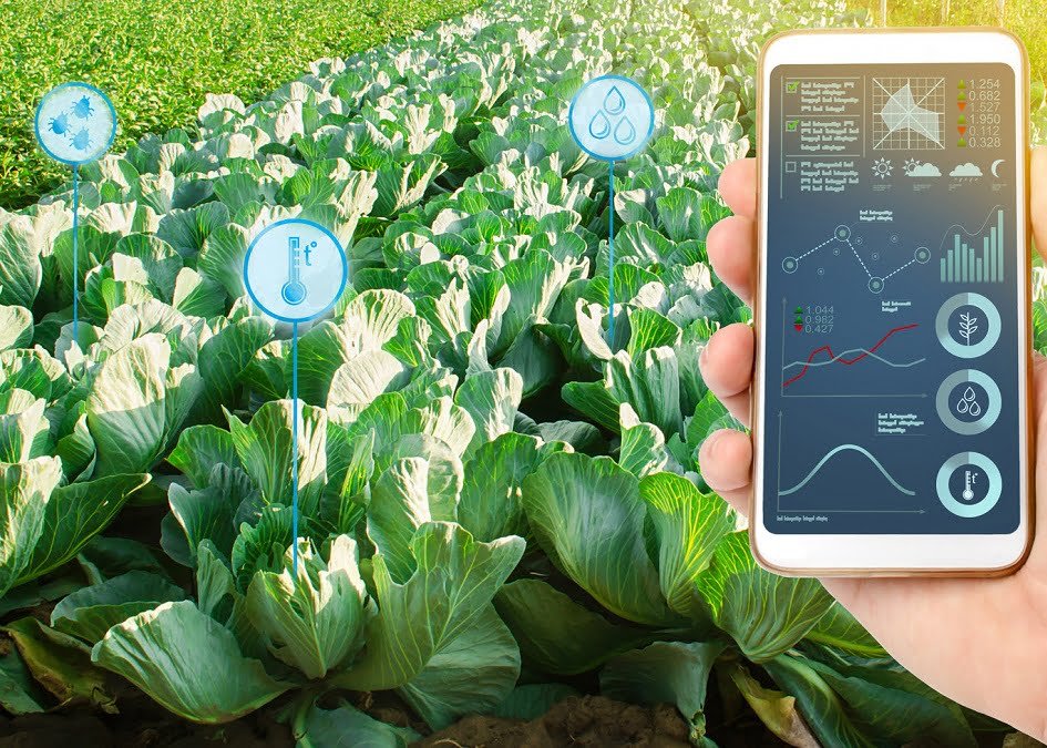 Cómo la IA puede mejorar los sistemas alimentarios y revolucionar la agricultura.