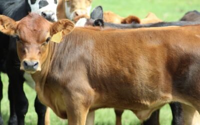 Abrieron inscripciones del hotel de terneros para productores afectados por incendios.