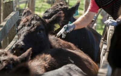 MGAP: A la fiebre aftosa se le gana con rapidez.