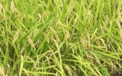 El 27 será el Taller de Evaluación de la Zafra de Arroz 25/26.