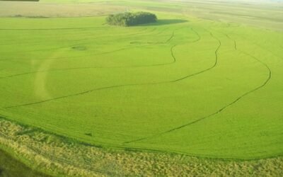 En 2023 la producción mundial de arroz podría caer 1,5%.