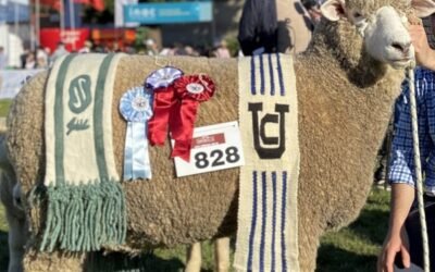 Mercado de lanas local.