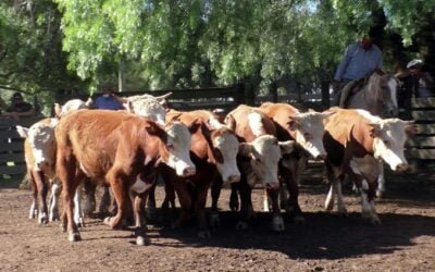 Recalentado el mercado en Cuchilla de Silvera
