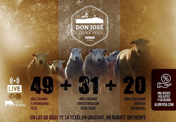 7° REMATE TEXEL DOM AMADO 