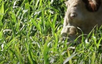 Recomendaciones de INIA sobre cómo transformar en producción animal el rebrote de los sorgos forrajeros.