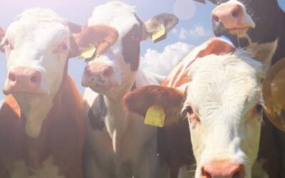 Firmeza en el mercado ganadero, con precios en alza