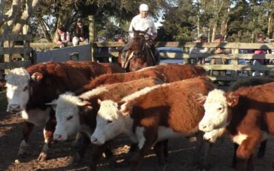 Mercado de haciendas: caída general de los precios y menores faenas.