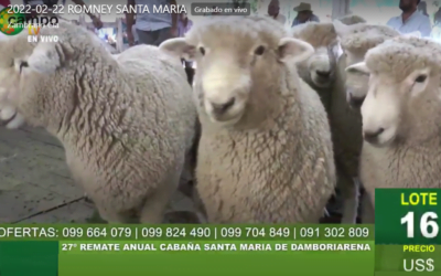 Los carneros de Santa María se vendieron a US$ 2.000 valor máximo.