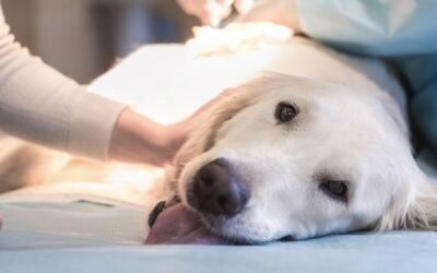 Destacan la importancia de castrar a su mascota.