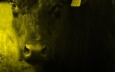 Desde las 09.00 horas, Lote 21 realiza hoy el primer remate del año.