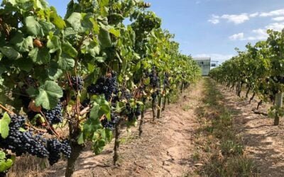 El martes es el lanzamiento de la Fiesta Capital de la Uva y el Vino.