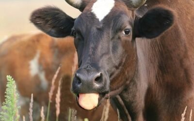 Efecto vaca loca: ¿Qué aspectos diferencian el actual escenario respecto del registrando en 2021?