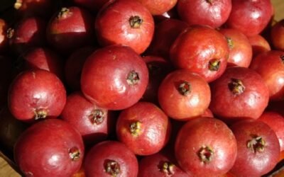 INIA invita a degustar nuevas frutas en la UAM.