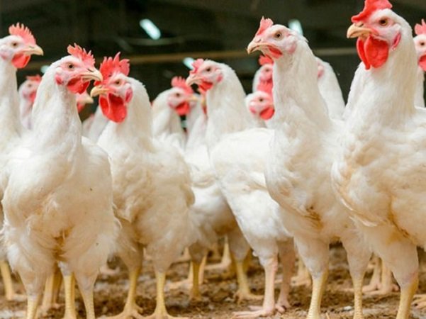 Compras públicas. Cooperativa de Faconeros colocó 170.000 pollos por $ 18 millones
