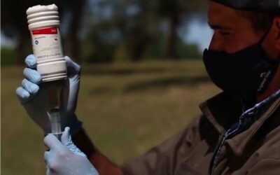 El 10% de los terneros padece queratoconjuntivitis bovina, ¿qué es y cómo tratarla?