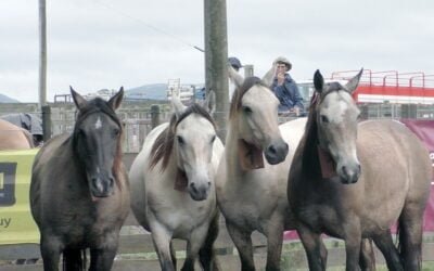 Interesante oferta de ovinos y yeguarizos se dispersaron en Cuchilla de Silvera.