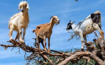 Australia afina la puntería para seguir liderando el mercado de cabras.