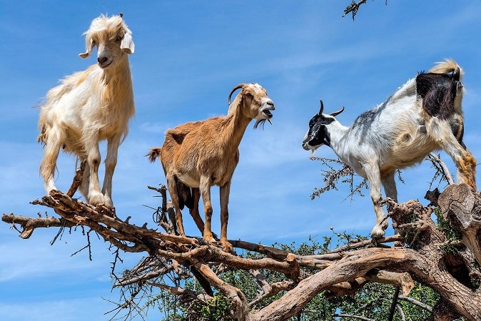 Australia afina la puntería para seguir liderando el mercado de cabras.