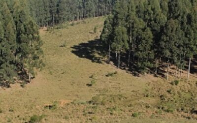 En 20 años, empresas forestales invirtieron más de US$ 3 millones en estudiar y monitorear la biodiversidad en sus predios.