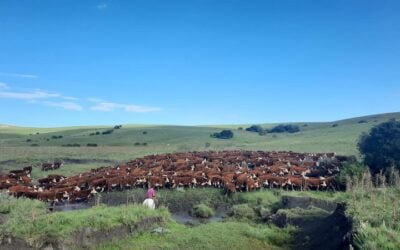 Argentina. Los daños de una seca sobre un sector con años de desatención.