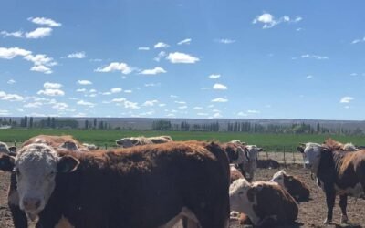 Feedlots argentinos con bajo encierre y altas pérdidas.