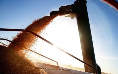 El CIG revisa a la baja la producción total de cereales y el consumo.