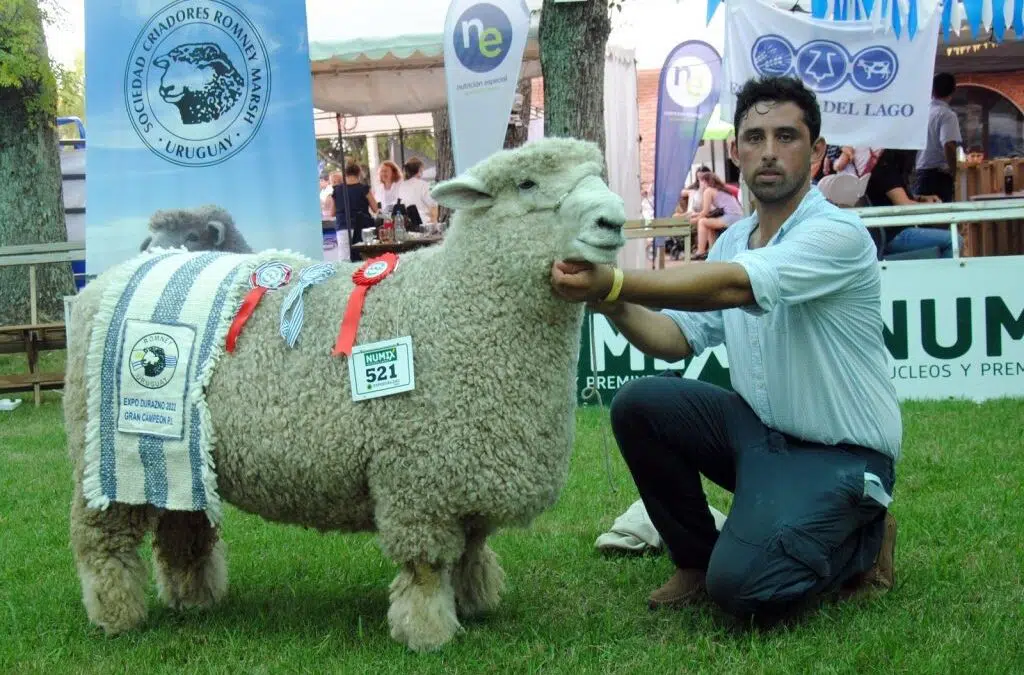Participación de ovinos en Expo Durazno.