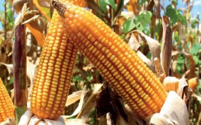 Paraguay: Hasta febrero, se exportaron 565.000 toneladas menos de maíz.