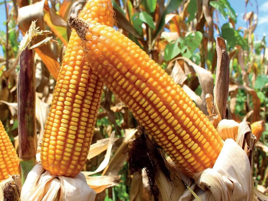 Argentina espera “una liquidación récord” del agro.