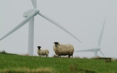 En 2021, la UE incrementó la producción de carne de ovino.