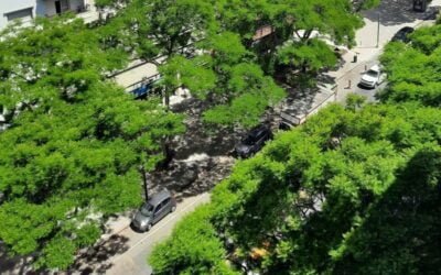 Vegetación urbana, un alivio para las olas de calor.