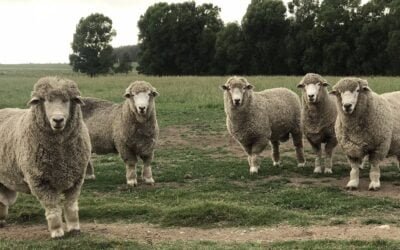 Promedio de la lana subió a US$ 7,53.