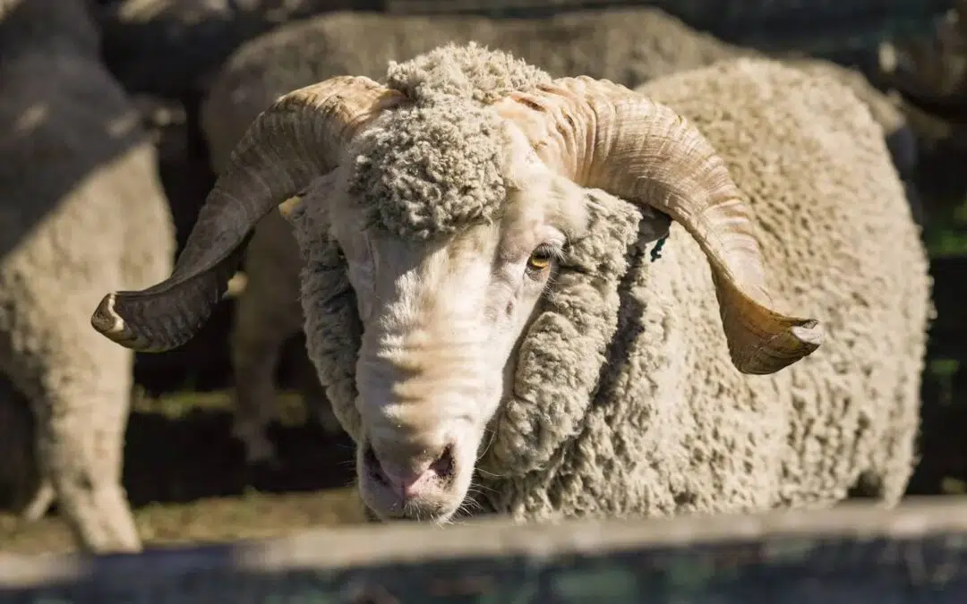 Mercado local de lanas: el Merino sigue firme.