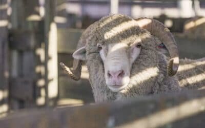 Mercado local de lanas comercializó lotes de Merino y Corriedale.