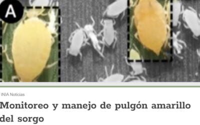 Argentina en emergencia fitosanitaria por la plaga del pulgón amarillo del sorgo.